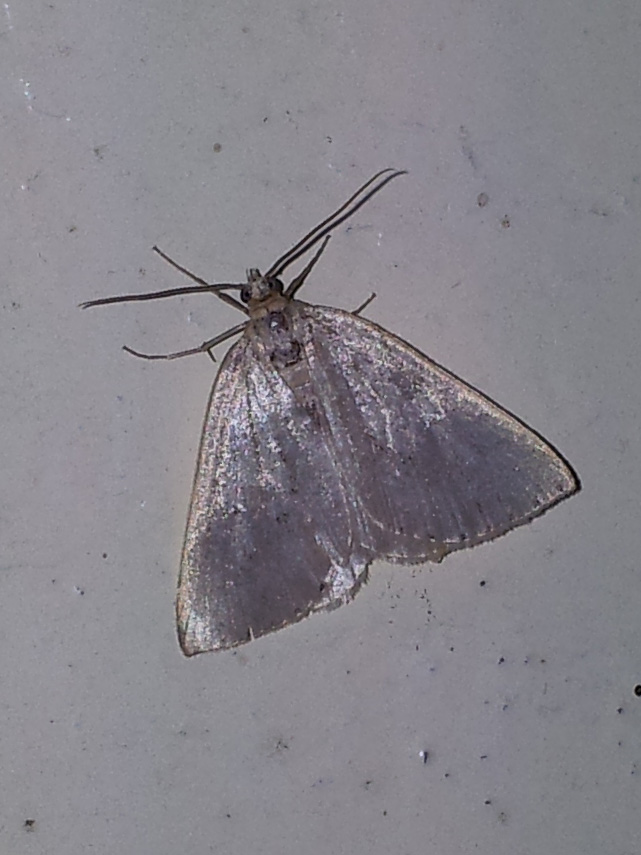 Polilla, Moth