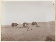 Drie dromedarissen die met voer zijn beladen