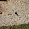 Loggerhead Shrike