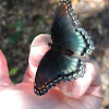 Red Spotted Purple butterfly