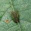 Forest Leafhopper