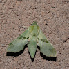 Terloo sphinx moth