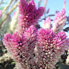 Wheatstraw Celosia