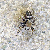 Jumping Spider {male}