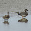Gadwall Ducks (pair)