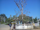 Bo Tree and Buddah's Statue