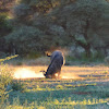 Blue wildebeest taking a sand bath