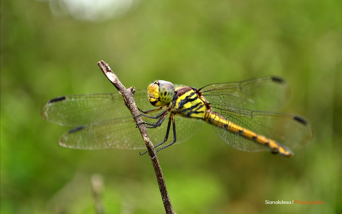 Yellow-tailed Ashy Skimmer Female