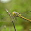 Yellow-tailed Ashy Skimmer Female