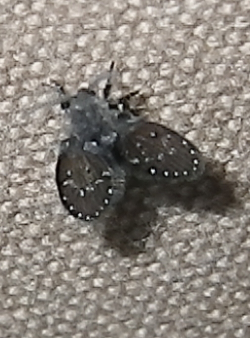 Filter Fly or Mothfly