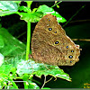 Common Evening Brown Butterfly (Wet-season form)