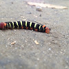 Frangipani Hornworm