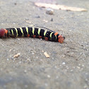 Frangipani Hornworm