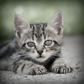 by Boris Romac - Animals - Cats Kittens
