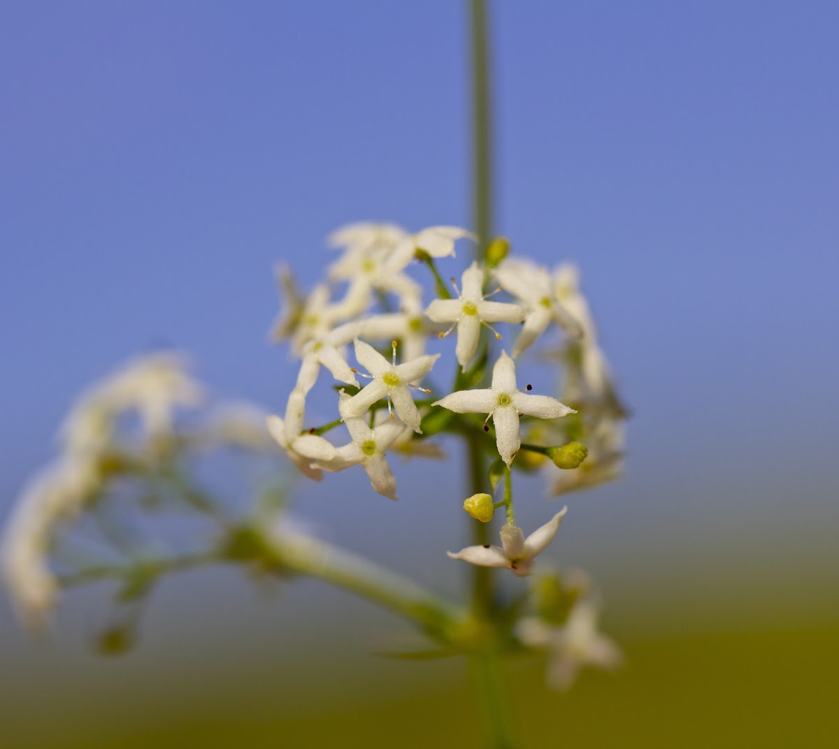White bedstraw.
