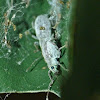 Broad-nosed weevil (nest)