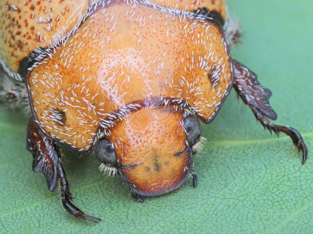 Hairy christmas beetle