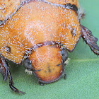 Hairy christmas beetle