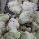 False Turkey Tail