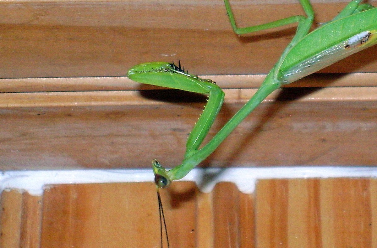 Praying Mantis w/termite