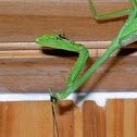 Praying Mantis w/termite