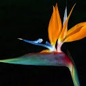 Bird of Paradise Flower