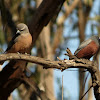 White-browed Woodswallow (female & male)