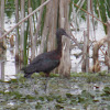 Glossy Ibis