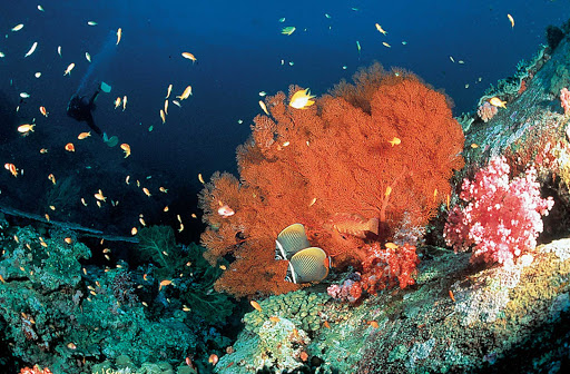 Thailand-diving-4 - A scuba diver finds a coral garden off the coast of Thailand.