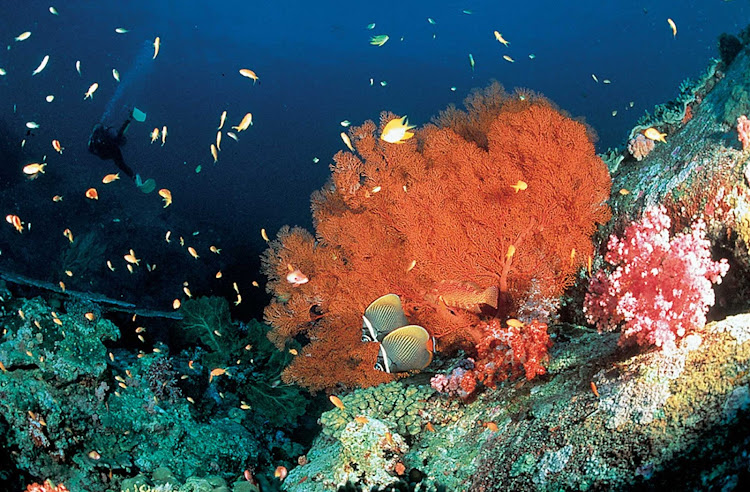 A scuba diver finds a coral garden off the coast of Thailand.