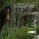 "Garrano" horse