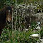 "Garrano" horse