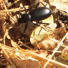 Stink Beetle