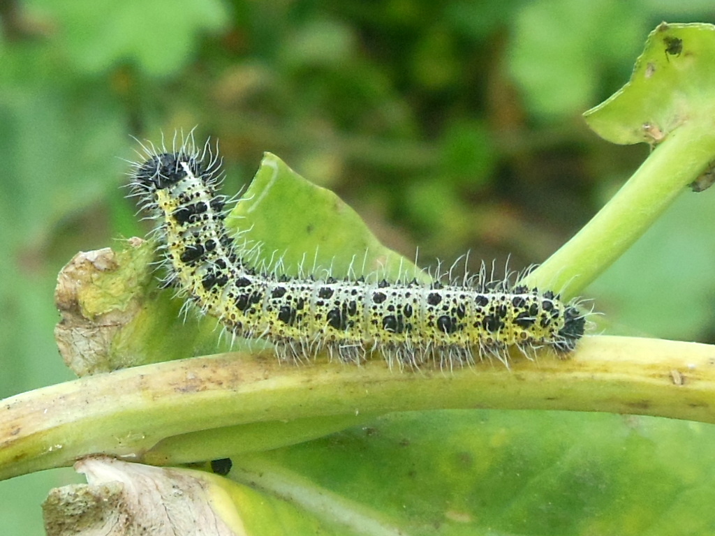 Caterpillar of Cabbage white Butterfly