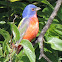 Painted Bunting (male)