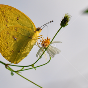 by Syarief Wiranegara - Animals Insects & Spiders