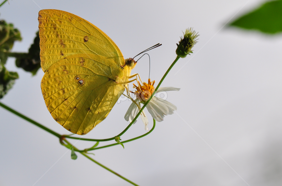 by Syarief Wiranegara - Animals Insects & Spiders