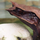 Long-nosed Horned Frog  