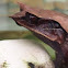Long-nosed Horned Frog  