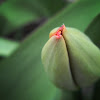 Tulip buds