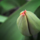 Tulip buds