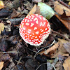 Fly agaric