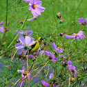 American Goldfinch