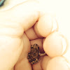 Red-spotted Toadlet