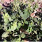 Henbit Deadnettle