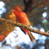 Summer tanager male