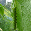Death's-head Hawkmoth caterpillar