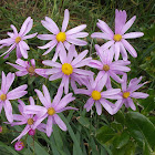 Wild cineraria