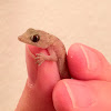 Common House Gecko (Juvenile)