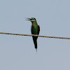 Blue-cheeked Bee-eater